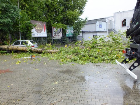 Drzewo przywaliło dwa auta (Zobacz) - 24