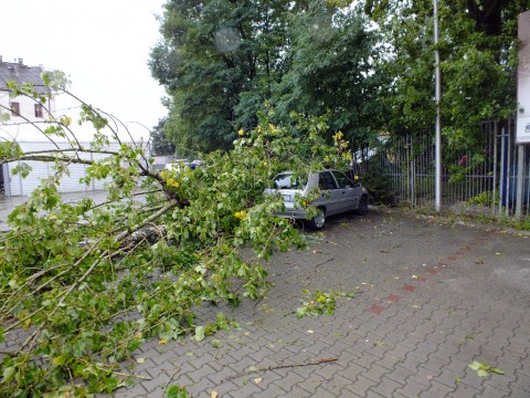 Drzewo przywaliło dwa auta (Zobacz) - 6