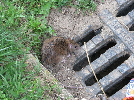 Plaga szczurów w Zgorzelcu - fot. Wikipedia
