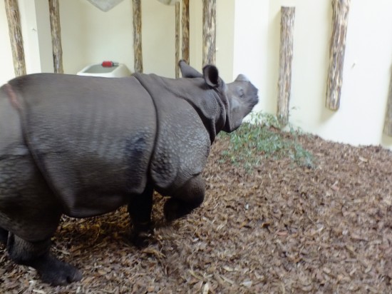 Nowy gość we wrocławskim Zoo – fot. prw.pl