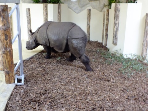 Nowy gość we wrocławskim Zoo - 3
