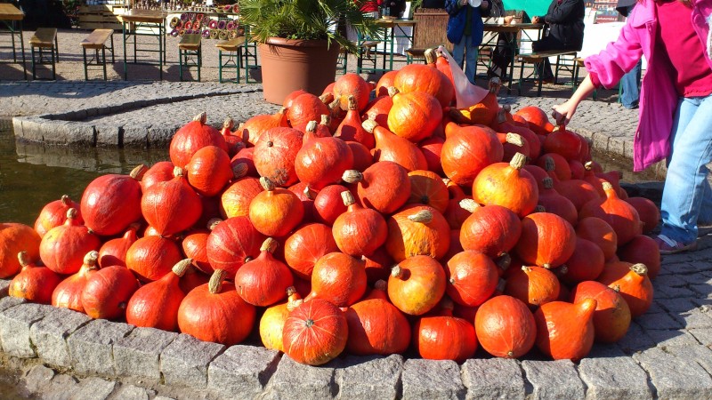 Święto dyni w Ogrodzie Botanicznym - 0