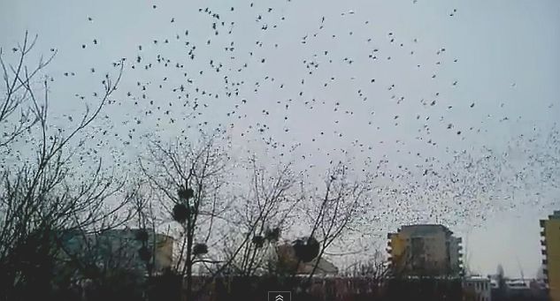 Ptaki opanowały Krzyki (FILMY) - Fot. YouTube