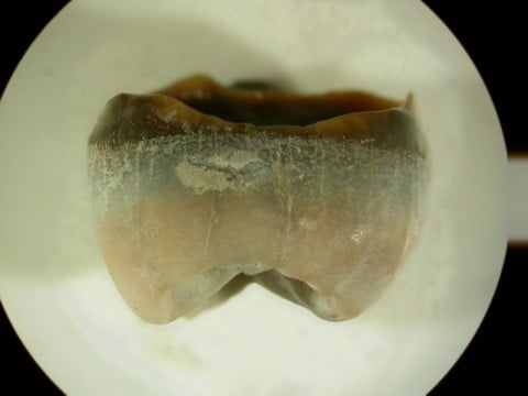 Zbadali zęby neandertalczyków - 9