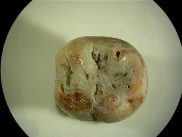 Zbadali zęby neandertalczyków - 7