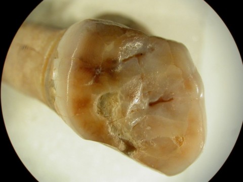 Zbadali zęby neandertalczyków - 11