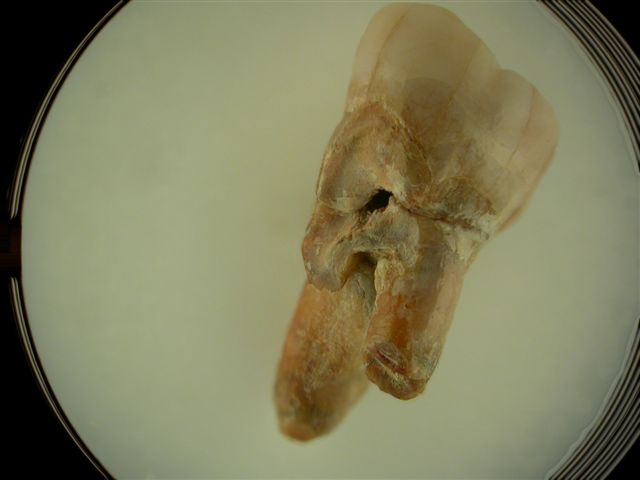 Zbadali zęby neandertalczyków - 10