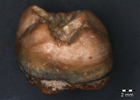 Zbadali zęby neandertalczyków - 1