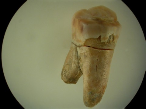 Zbadali zęby neandertalczyków - 8