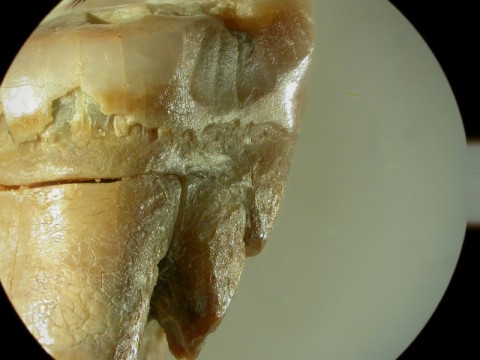 Zbadali zęby neandertalczyków - 6
