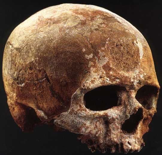 Zbadali zęby neandertalczyków - fot. UWr