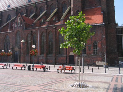 Na wrocławskich latarniach zakwitną pelargonie - 5