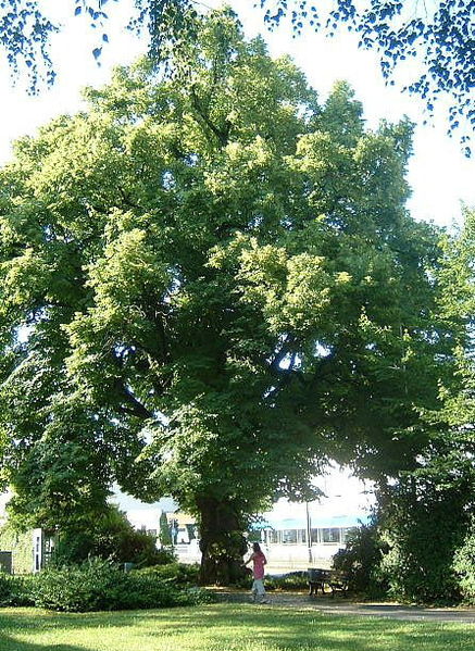 Stare lipy znikają z Międzyrzeckiej - Fot. Wikipedia