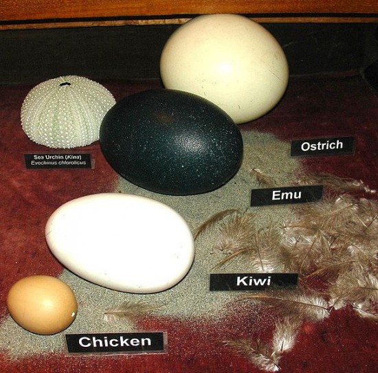 Cudowne jajo uratuje Twoje życie? - fot. Wikipedia