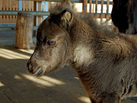 Postrzyżyny we wrocławskim ZOO - 3