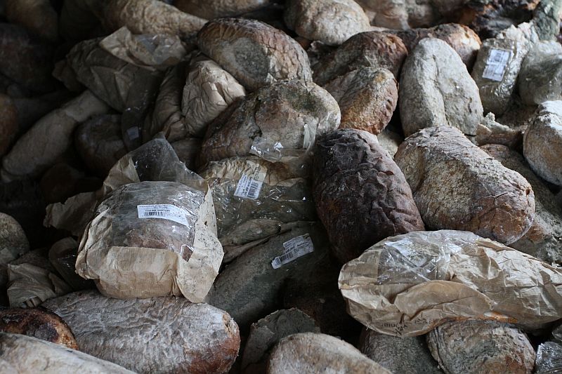 Setki gnijących bochnów chleba... w Świdnicy (Posłuchaj i zobacz zdjęcia) - Fot. Tomasz Pietrzyk