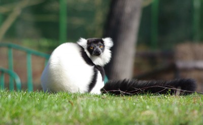 ZOO jeszcze bardziej otwiera się na wiosnę - 2