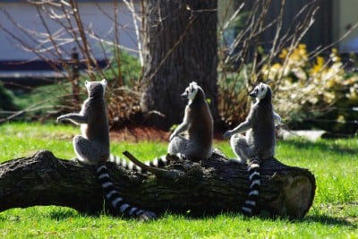ZOO jeszcze bardziej otwiera się na wiosnę - 3