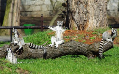 ZOO jeszcze bardziej otwiera się na wiosnę - 4