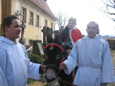 Wielkie palmy w Chełmsku Śląskim (Zobacz) - 17