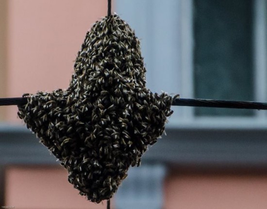 Setki pszczół w centrum Wrocławia!  - fot. MPK/Facebook/Marek Spisak