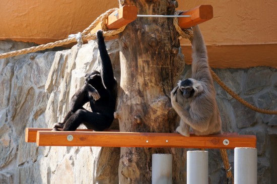Czapki z głów przed tą parą! – fot. ZOO Wrocław