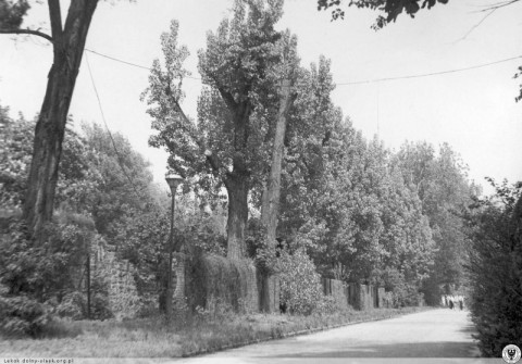 Wrocławskie Zoo kończy 65 lat  - 4