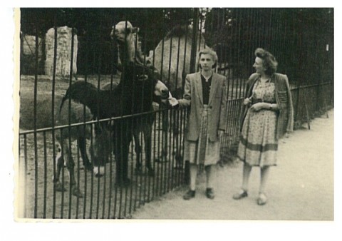 Wrocławskie Zoo kończy 65 lat  - 7