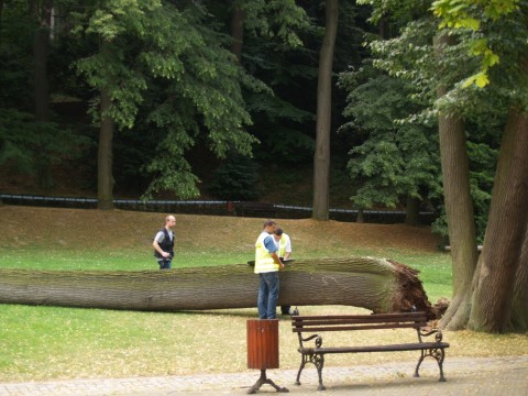 Przygniotło ją drzewo. Nie żyje - 0