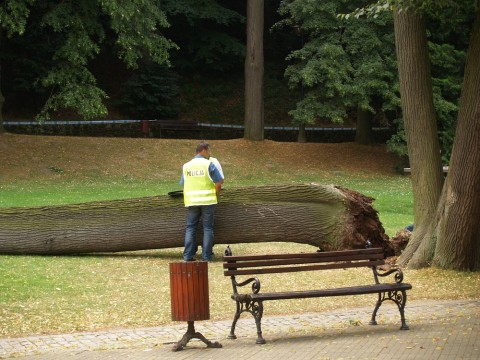 Przygniotło ją drzewo. Nie żyje - 1