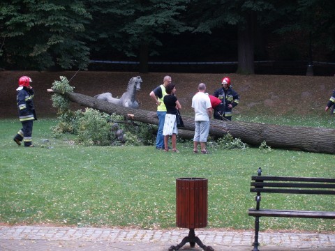 Przygniotło ją drzewo. Nie żyje - 2