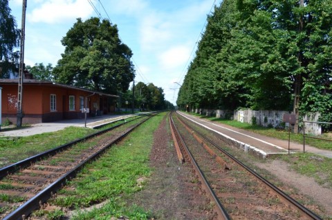 Wycięli 135 drzew. Nielegalnie. I nic - 2