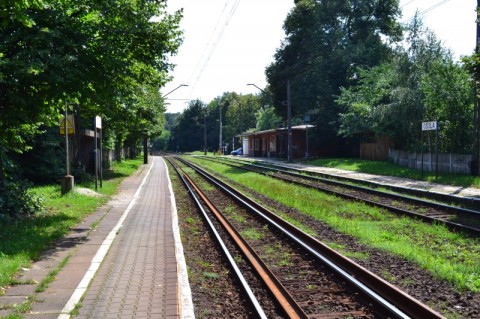 Wycięli 135 drzew. Nielegalnie. I nic - 3
