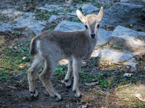 Nowi mieszkańcy Zoo (Zdjęcia) - 0