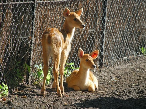 Nowi mieszkańcy Zoo (Zdjęcia) - 2