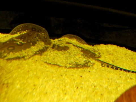 Nowi mieszkańcy Zoo (Zdjęcia) - 4