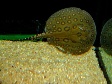 Nowi mieszkańcy Zoo (Zdjęcia) - 5