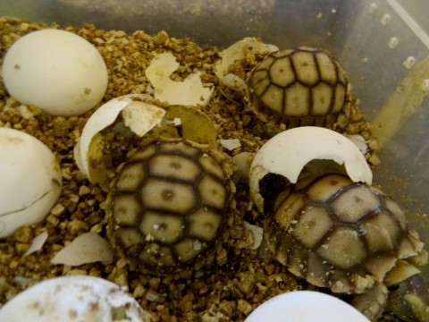Nowi mieszkańcy Zoo (Zdjęcia) - 7