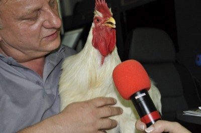 Oława opanowana przez koguty (Zobacz) - 16