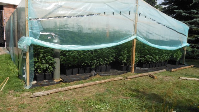 Plantacja marihuany w pensjonacie - 2
