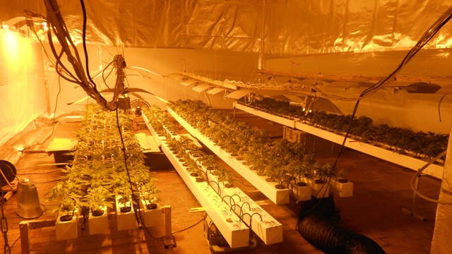 Plantacja marihuany w pensjonacie - 5