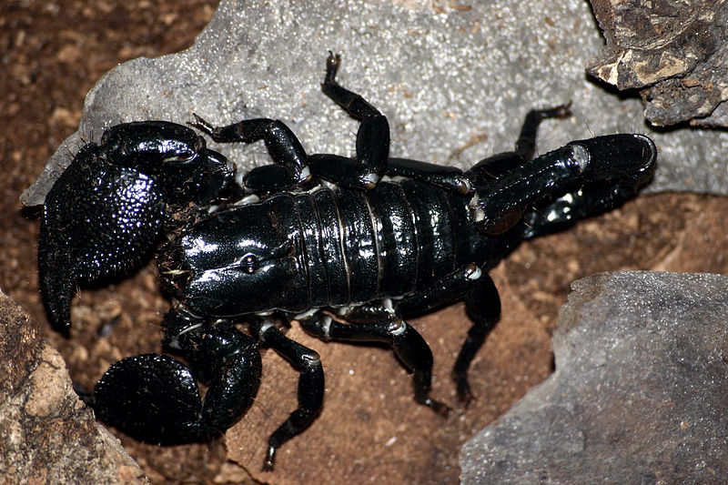 Skorpion sterroryzował szpital! - fot. Wikipedia