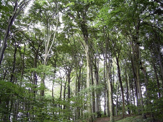 Nadchodzi era lasów komputerowych - fot. Tortuosa/ Wikipedia