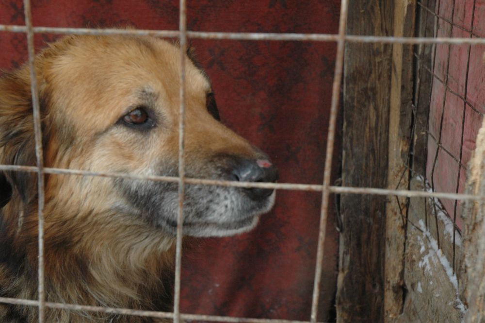 Psy z Dobrocina pozostawione na śmierć (Zobacz) – Fot. KPP Dzierżoniów