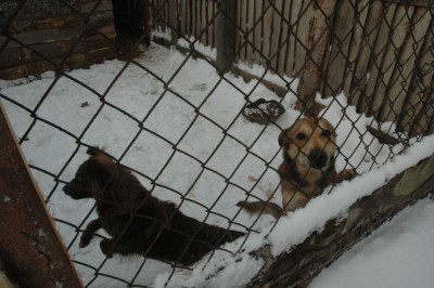 Psy z Dobrocina pozostawione na śmierć (Zobacz) - 0