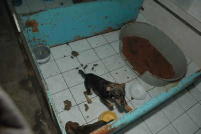 Psy z Dobrocina pozostawione na śmierć (Zobacz) - 2