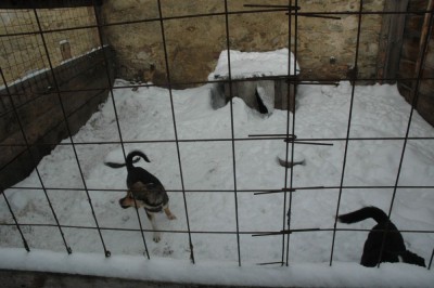 Psy z Dobrocina pozostawione na śmierć (Zobacz) - 6