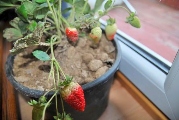 Znów kwitną truskawki! (GALERIA) - 2