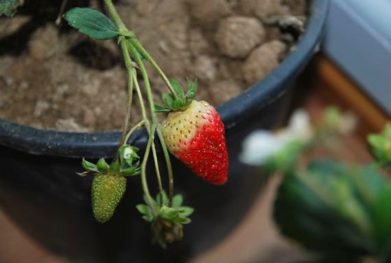 Znów kwitną truskawki! (GALERIA) - 4