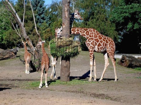 Chrzciny we wrocławskim Zoo - 0